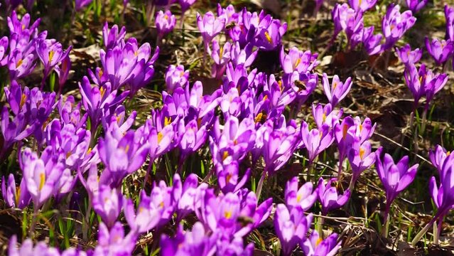 Khokholovska Chochołowska valley in the Tatras near Zakopane is famous for its crocus saffron flowers that bloom among the snows under the rocky alpine peaks. Bees buzz over fragrant spring flowers.