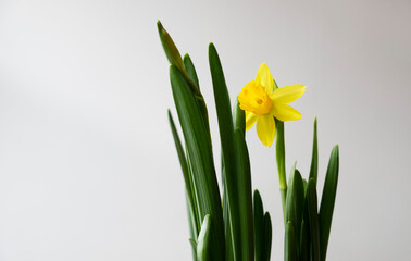 Yellow daffodil with green leaves on a white background. Green Planet. Earth Day