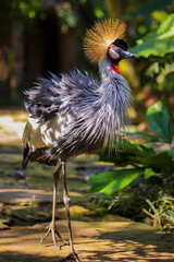 Grey crowned crane. Tropical bird park. Nature and environment concept. Beautiful bird walking on the path. Sunny day. Vertical layout. Copy space. Bali