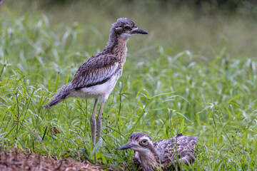 Bush Stone Curlew or Thick Knee in Queensland Australia - obrazy, fototapety, plakaty