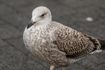 Seagull portrait against sea shore. Close up view of white bird seagull sitting by the beach. Wild seagull with natural gray background.