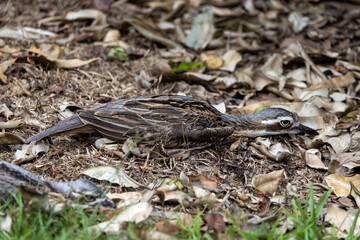 Bush Stone Curlew or Thick Knee in Queensland Australia