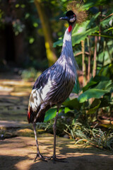Fototapeta premium Grey crowned crane. Tropical bird park. Nature and environment concept. Beautiful bird walking on the path. Sunny day. Vertical layout. Copy space. Bali