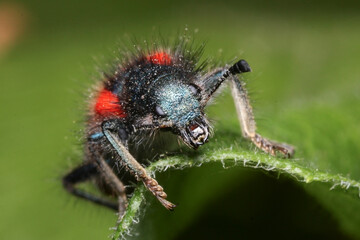 Macro frontal view of a Trichodes suturalis 