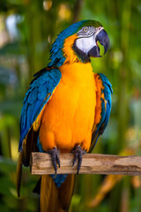 Yellow blue macaw parrot. Colorful cockatoo parrot sitting on wooden stick. Tropical bird park. Nature and environment concept. Vertical layout. Bali
