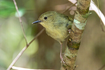 Obraz premium Large-billed Scrubwren in Queensland Australia