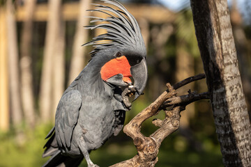 Black palm cockatoo perching on a branch. Tropical bird park. Nature and environment concept. Horizontal layout. Bali