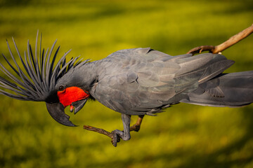 Black palm cockatoo perching on a branch. Tropical bird park. Nature and environment concept. Green...