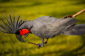 Black palm cockatoo perching on a branch. Tropical bird park. Nature and environment concept. Green...