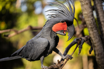 Black palm cockatoo perching on a branch. Tropical bird park. Nature and environment concept. Horizontal layout. Bali
