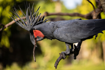 Black palm cockatoo perching on a branch. Tropical bird park. Nature and environment concept. Horizontal layout. Bali © Olga