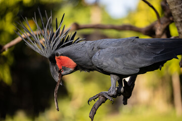 Black palm cockatoo perching on a branch. Tropical bird park. Nature and environment concept. Horizontal layout. Bali © Olga