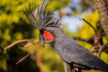 Black palm cockatoo perching on a branch. Tropical bird park. Nature and environment concept. Horizontal layout. Bali © Olga