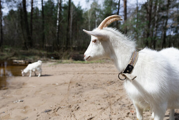 Obraz premium A white goat gazing at goatlings while they are drinking water
