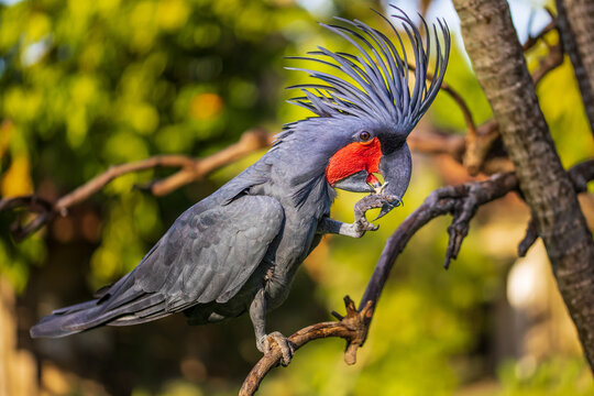 Black palm cockatoo perching on a branch. Tropical bird park. Nature and environment concept. Horizontal layout. Bali