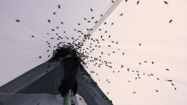 Flies fly into the climbing tent and cannot fly back into the air. Hundreds of insects buzz and rush about in captivity, interfere with rest, infection is possible