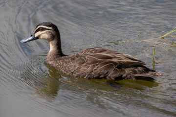 Pacific Black Duck in Queensland Australia
