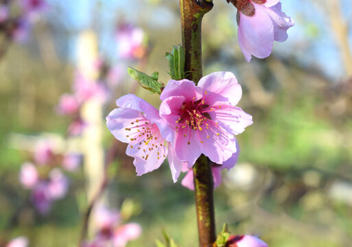 Peach blossoms in early spring. Beautiful pink peach flowers close up.