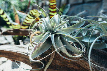 Summer, plant in the garden, greenery and nature.
