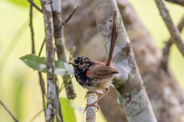 Juvenile Red-backed Fairy Wren in Queensland Australia