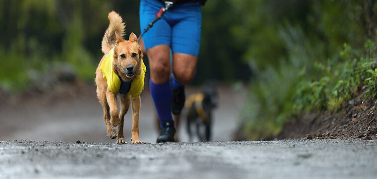 Dog and its owner taking part in a popular canicross race. Canicross dog mushing race