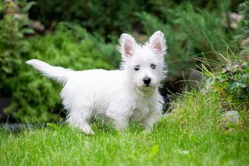 Cute West Highland White Terrier lies in the grass
