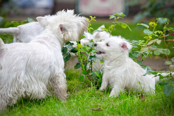 Cute West Highland White Terrier lies in the grass