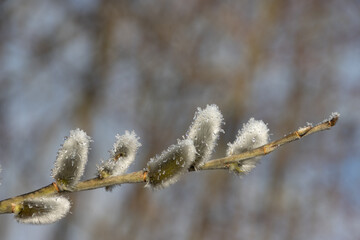 Close up of a branch of a pussy willow covered with melting ice as a symbol for Spring