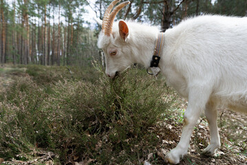 Obraz premium A white goat is eating grass in a meadow