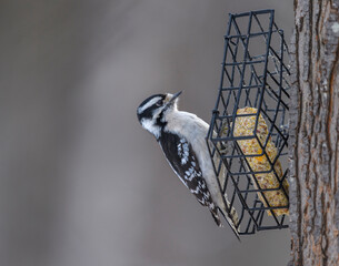 Downy Woodpecker on the suet feeder