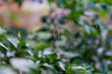spider on a leaf