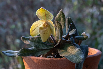 Closeup view of lady slipper orchid paphiopedilum concolor striatum (species) in clay pot with...