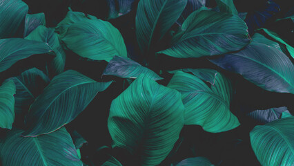Fototapeta premium Full Frame of Spathiphyllum cannifolium Pattern Background, Nature Lush Foliage Leaf Texture.