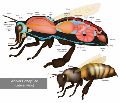 Structure of the Worker honeybee. Lateral view. Anatomy of bee with inner organs educational scheme vector illustration. Vector
