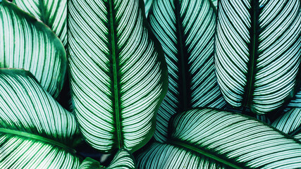 closeup nature view of tropical leaves background, dark nature concept