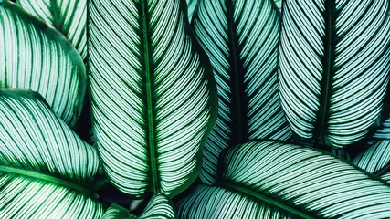 Crédence de cuisine en verre imprimé Corail vert Vue rapprochée de la nature sur fond de feuilles tropicales, concept de nature sombre