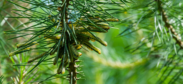 Mass of Common Pine Sawfly (Diprion pini) larva on young pine tree Pinus sylvestris.