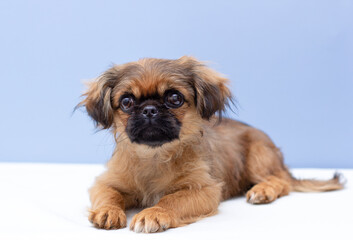 Pekingese dog a white and blue background with space for text