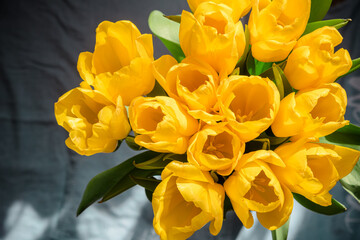 Obraz premium Yellow tulips bouquet in natural sunlight top view. Spring yellow flowers. Bunch of tulips close up
