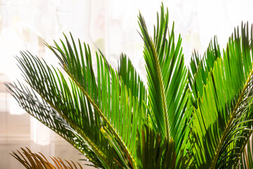 Hyophorbe palm tree in the pot. Palm tree cycas revoluta in the room with natural sunlight. Palm flowerpot interior photo. 