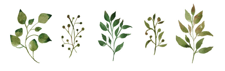 Set of watercolor design elements of the garden rose collection dark blue flowers, leaves, green branches, botanical illustration, isolated on a transparent background