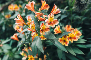 Summer blossom background. Nature scene with blooming flowers, beautiful orchard.