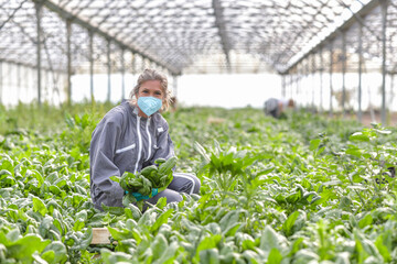 Naklejka na ściany i meble Market gardener working in agricultural greenhouse