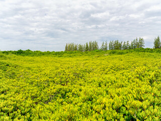 Fototapeta na wymiar the beautiful green-yellow mangrove forest and clear blue sky, Thailand.