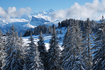 Vue sur le mont Blanc enneigé depuis une forêt recouverte de neige en Haute Savoie, station de ski des Gets - France