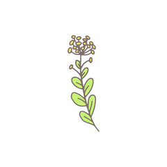 Fototapeta na wymiar Spring flower or herb plant doodle hand drawn vector illustration isolated.