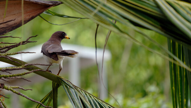 Braunh&auml;her, braune jay,   Psilorhinus Morio