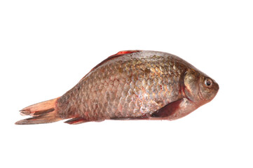 raw fish isolated on white background