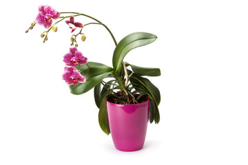 Naklejka na ściany i meble Violet streaked orchid flower.