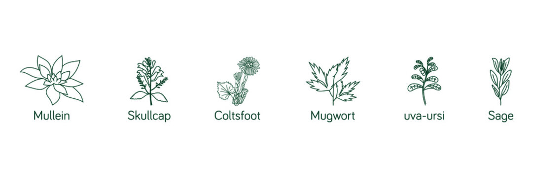 Smokable Plants and herbs icon set line art uva ursi, skull cap, mullein, coltsfoot, mugwort, sage vector illustration